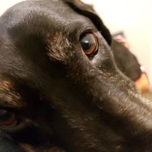 Meet your Posher, Midnight